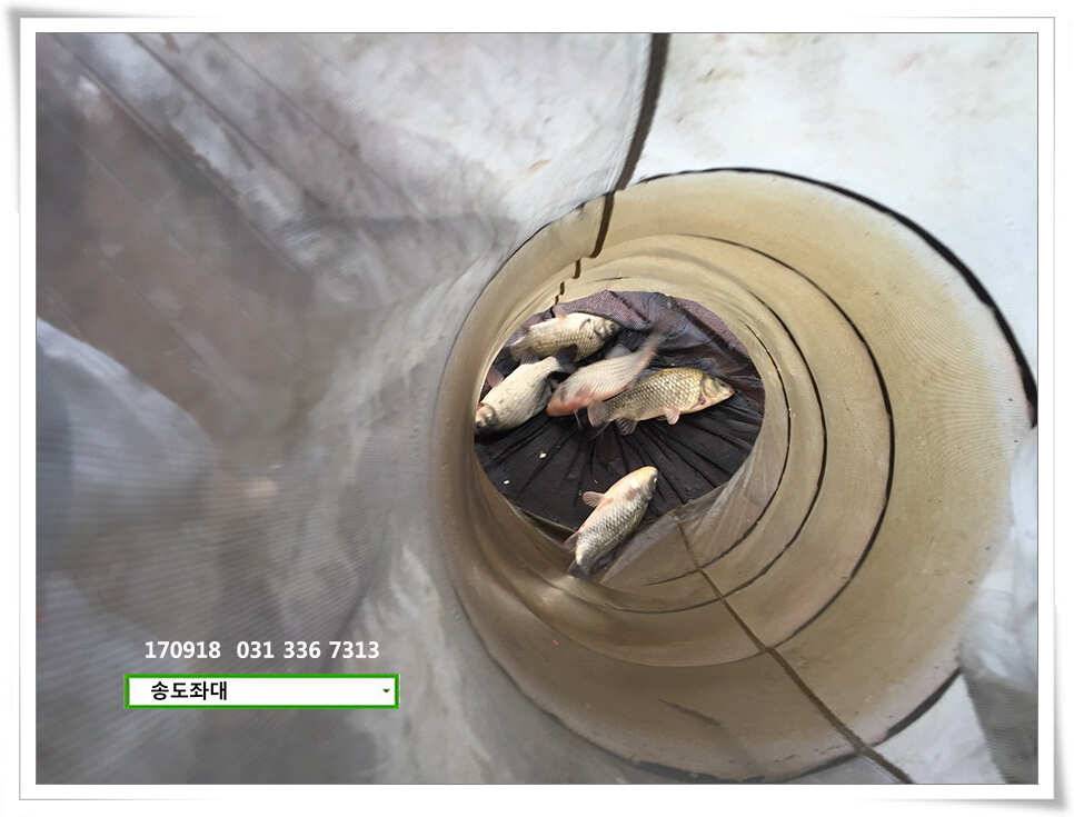 가을 분위기에송전지 송도 좌대 조황 (유료터정보 - 유료터점주조황)