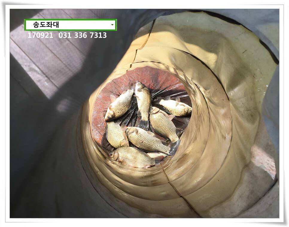 위치변경송전지 송도 좌대 조황 (유료터정보 - 유료터점주조황)