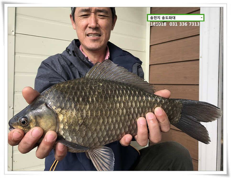 대물붕어 꼬시기송전지 송도집 조황 (유료터정보 - 유료터점주조황)