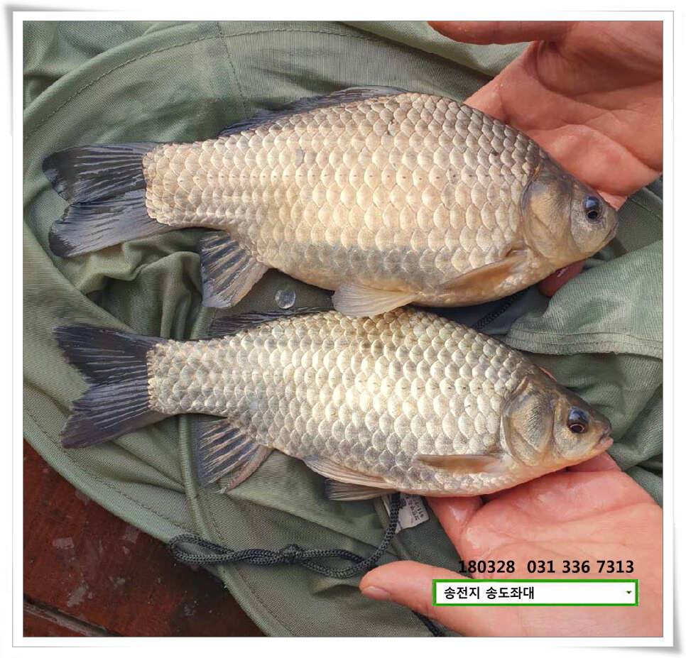 꽃피는 봄이 오면 송전지 송도집 조황 (유료터정보 - 유료터점주조황)