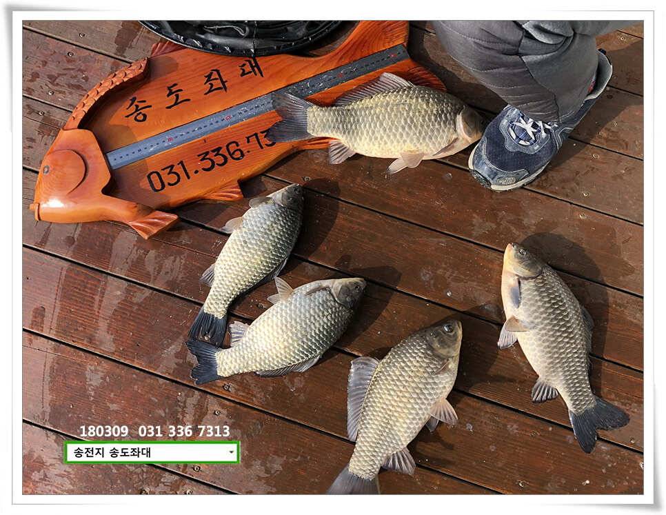 체고 더해지는송전지 송도집 조황 (유료터정보 - 유료터점주조황)