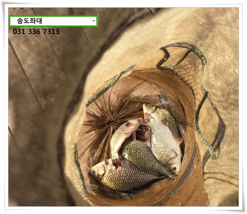 송전지 송도 좌대 조황 (유료터정보 - 유료터점주조황)