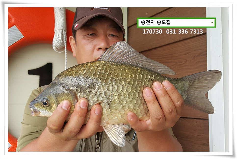 또 한 번의 오름송전지 송도집 좌대 조황 (유료터정보 - 유료터점주조황)