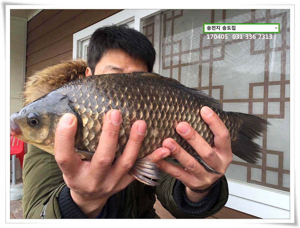 산란에 허리급송전지 송도집 좌대 조황 (유료터정보 - 유료터점주조황)