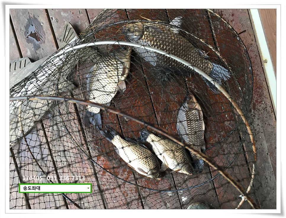 산란에 허리급송전지 송도집 좌대 조황 (유료터정보 - 유료터점주조황)