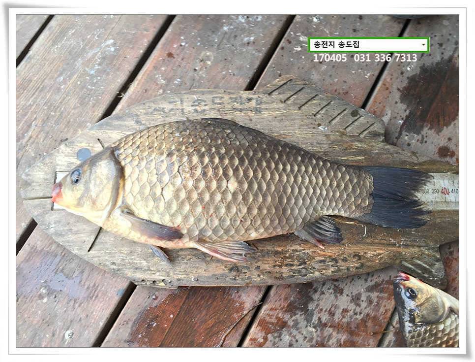 산란에 허리급송전지 송도집 좌대 조황 (유료터정보 - 유료터점주조황)