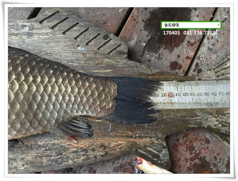 산란에 허리급송전지 송도집 좌대 조황 (유료터정보 - 유료터점주조황)