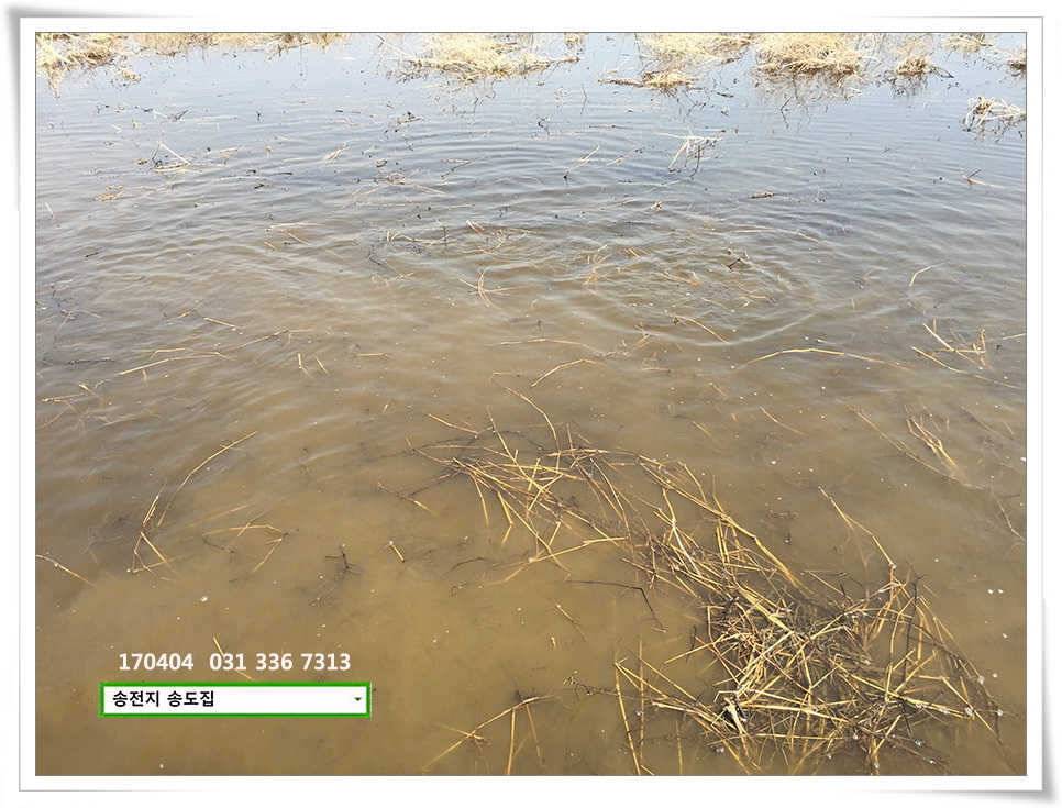 산란에 허리급송전지 송도집 좌대 조황 (유료터정보 - 유료터점주조황)