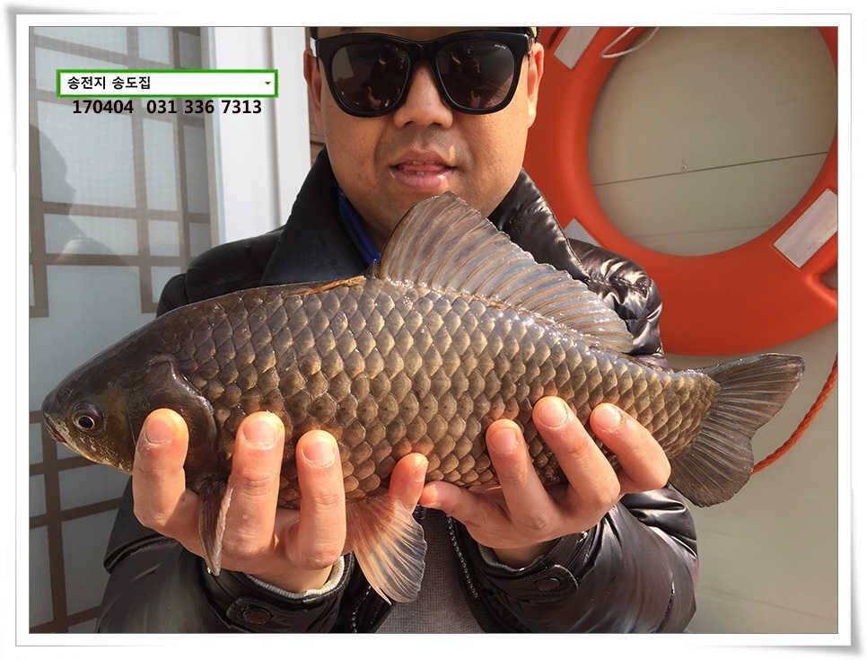 산란에 허리급송전지 송도집 좌대 조황 (유료터정보 - 유료터점주조황)