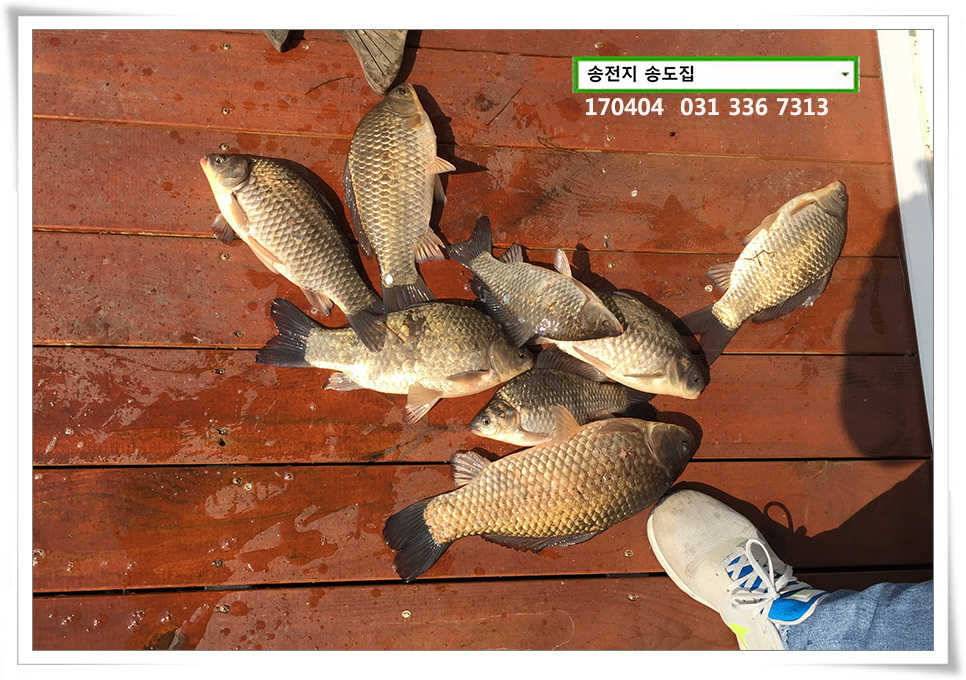 산란에 허리급송전지 송도집 좌대 조황 (유료터정보 - 유료터점주조황)