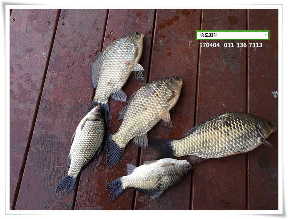 산란에 허리급송전지 송도집 좌대 조황 (유료터정보 - 유료터점주조황)