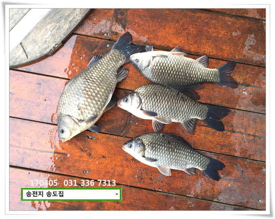 산란에 허리급송전지 송도집 좌대 조황 (유료터정보 - 유료터점주조황)