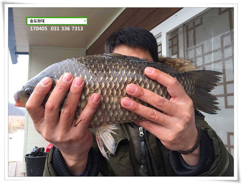 산란에 허리급송전지 송도집 좌대 조황 (유료터정보 - 유료터점주조황)