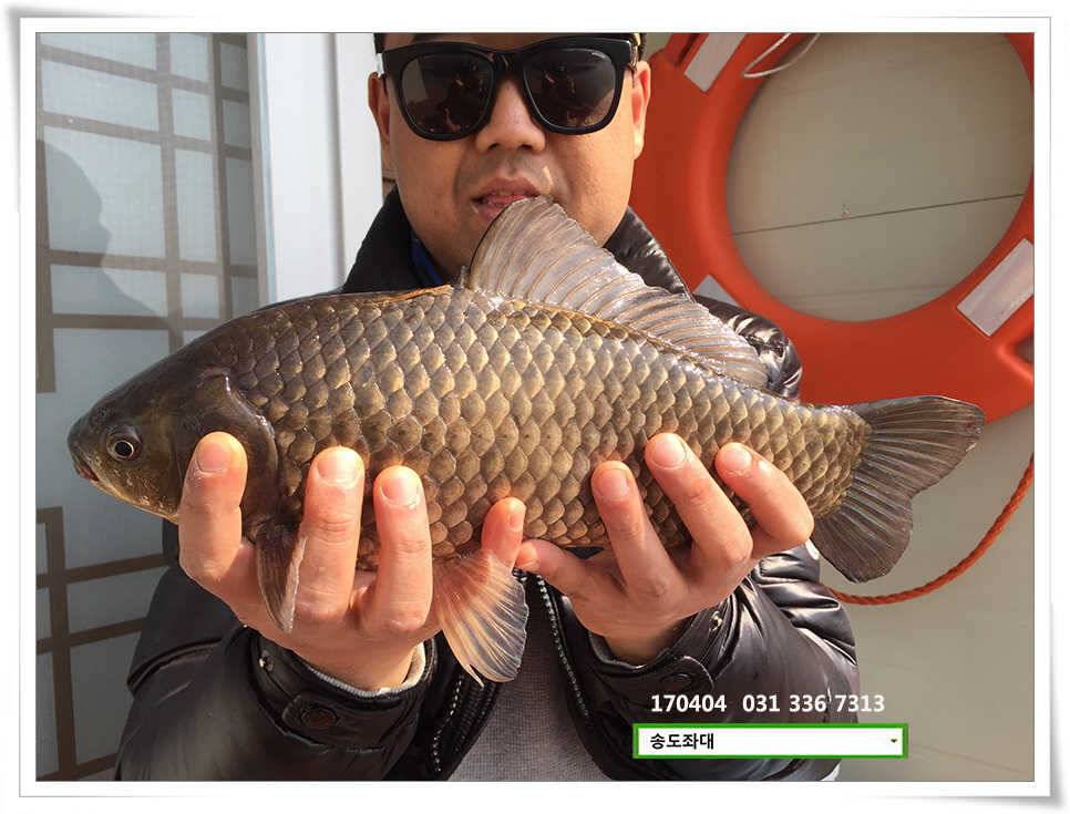 산란에 허리급송전지 송도집 좌대 조황 (유료터정보 - 유료터점주조황)