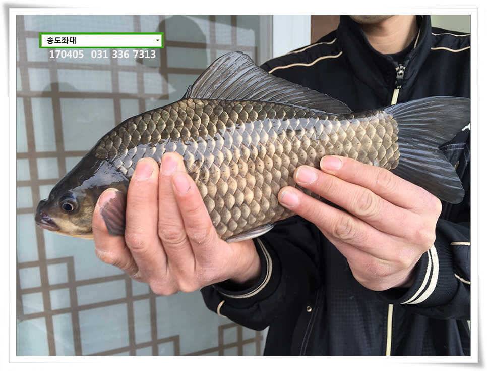 산란에 허리급송전지 송도집 좌대 조황 (유료터정보 - 유료터점주조황)
