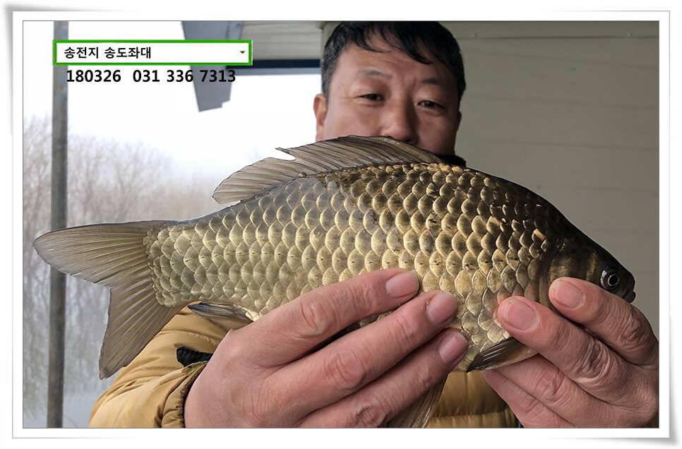 몸치레 준비중 송전지 송도집 좌대 조황 (유료터정보 - 유료터점주조황)