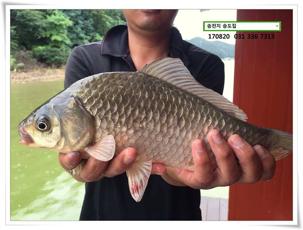 장마 뒤 장마송전지 송도 좌대 조황 (유료터정보 - 유료터점주조황)