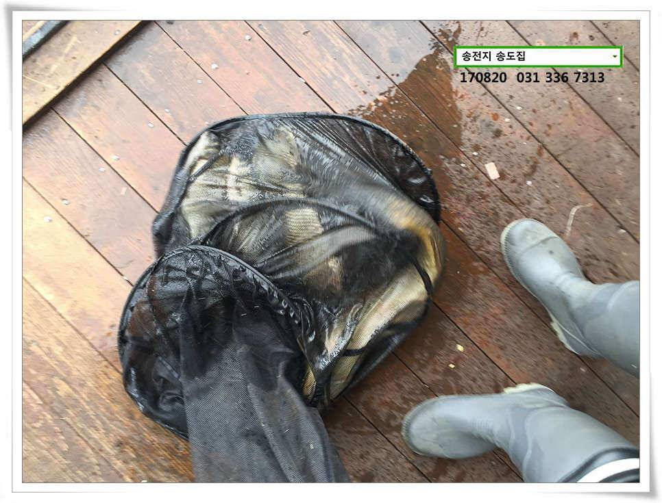 장마 뒤 장마송전지 송도 좌대 조황 (유료터정보 - 유료터점주조황)
