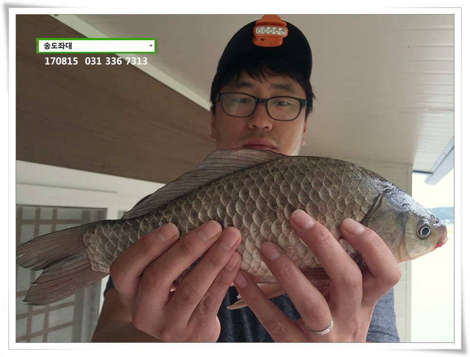 비오는송전지 송도좌대 조황 (유료터정보 - 유료터점주조황)