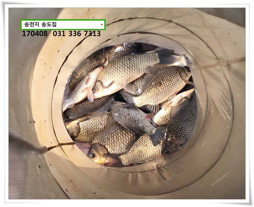잡혀지는 산란패턴송전지 송도집 좌대 조황 (유료터정보 - 유료터점주조황)