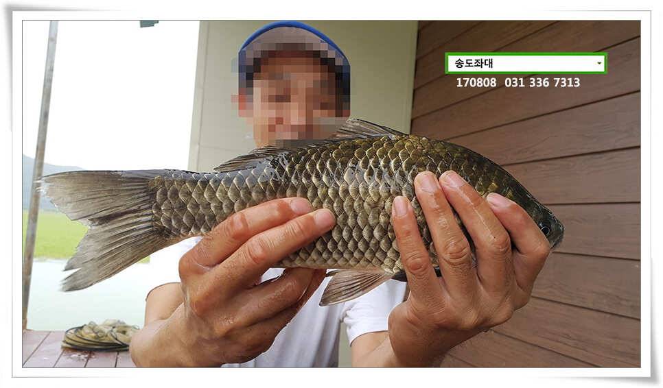 다시 만난 월척송전지 송도집 좌대 조황 (유료터정보 - 유료터점주조황)