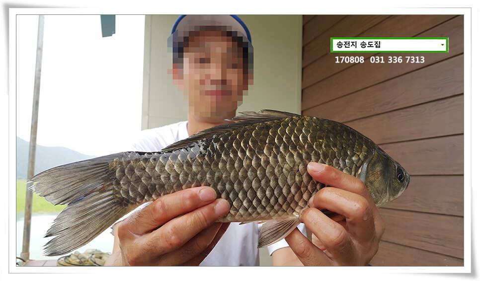 다시 만난 월척송전지 송도집 좌대 조황 (유료터정보 - 유료터점주조황)