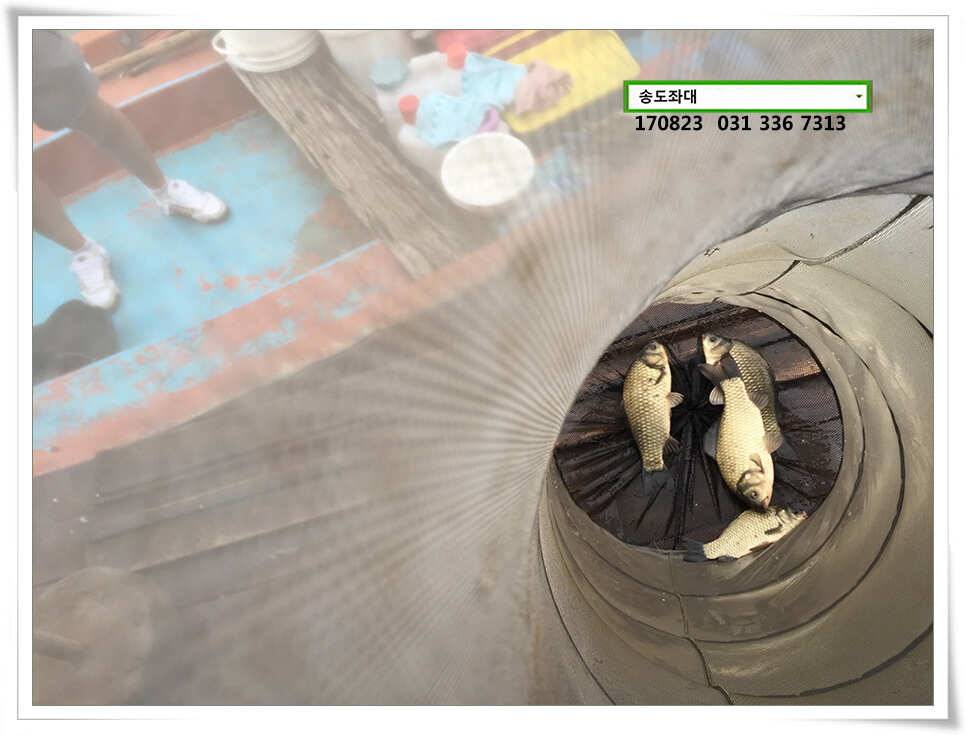비 없는 주말송전지 송도 좌대 조황 (유료터정보 - 유료터점주조황)