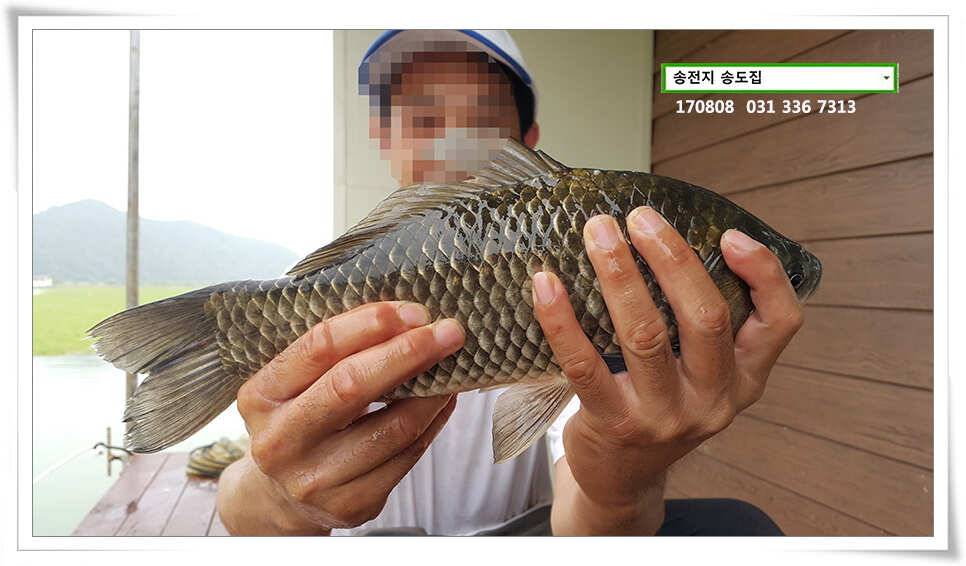 다시 만난 월척송전지 송도집 좌대 조황 (유료터정보 - 유료터점주조황)
