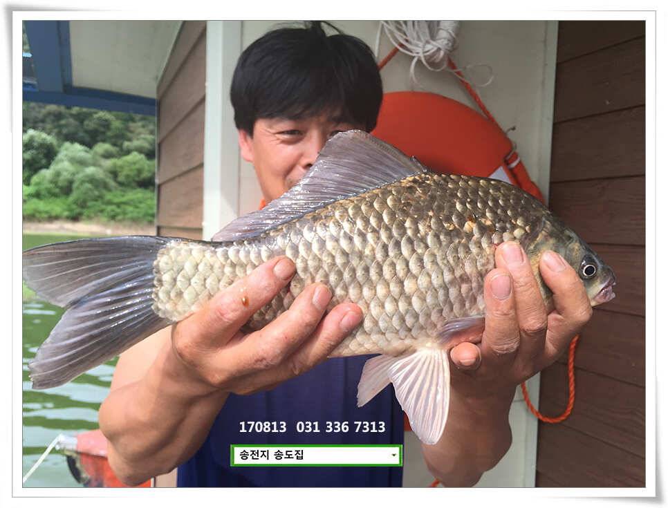 서늘함에 402cm송전지 송도좌대 조황 (유료터정보 - 유료터점주조황)