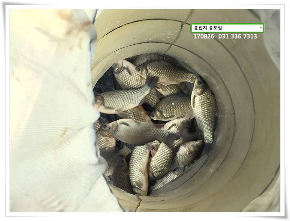 가을볕에 상면송전지 송도집 좌대 조황 (유료터정보 - 유료터점주조황)