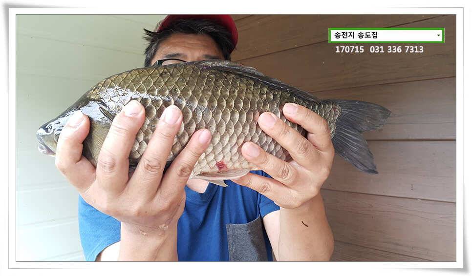 40cm 기타 등등송전지 송도집 조황 (유료터정보 - 유료터점주조황)