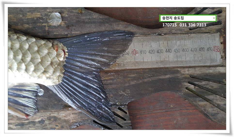 40cm 기타 등등송전지 송도집 조황 (유료터정보 - 유료터점주조황)