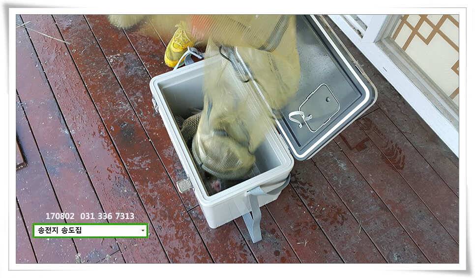 허리급 외 마릿수 송전지 송도집 좌대 조황 (유료터정보 - 유료터점주조황)