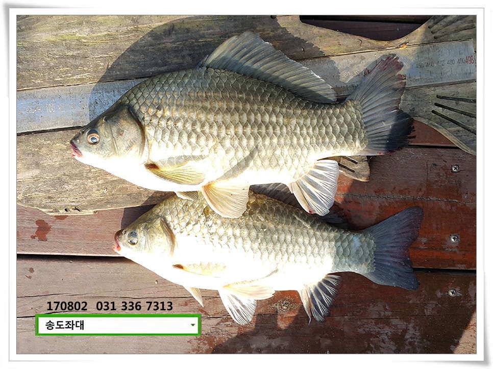 허리급 외 마릿수 송전지 송도집 좌대 조황 (유료터정보 - 유료터점주조황)