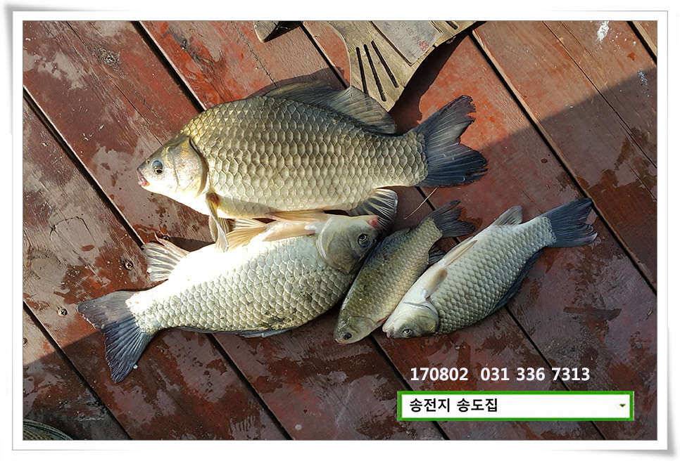 허리급 외 마릿수 송전지 송도집 좌대 조황 (유료터정보 - 유료터점주조황)