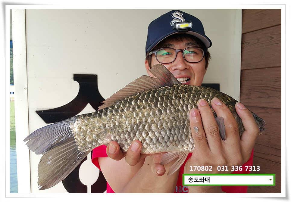 허리급 외 마릿수 송전지 송도집 좌대 조황 (유료터정보 - 유료터점주조황)