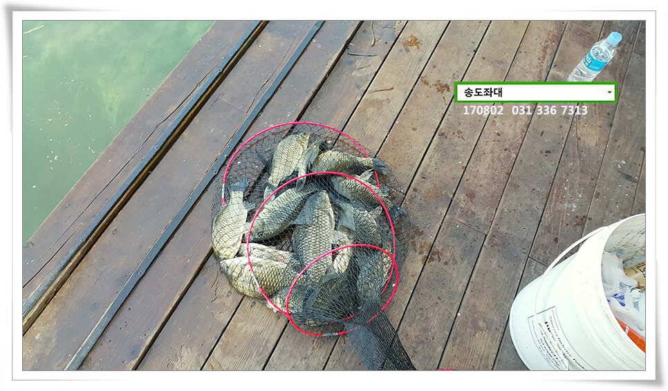 허리급 외 마릿수 송전지 송도집 좌대 조황 (유료터정보 - 유료터점주조황)