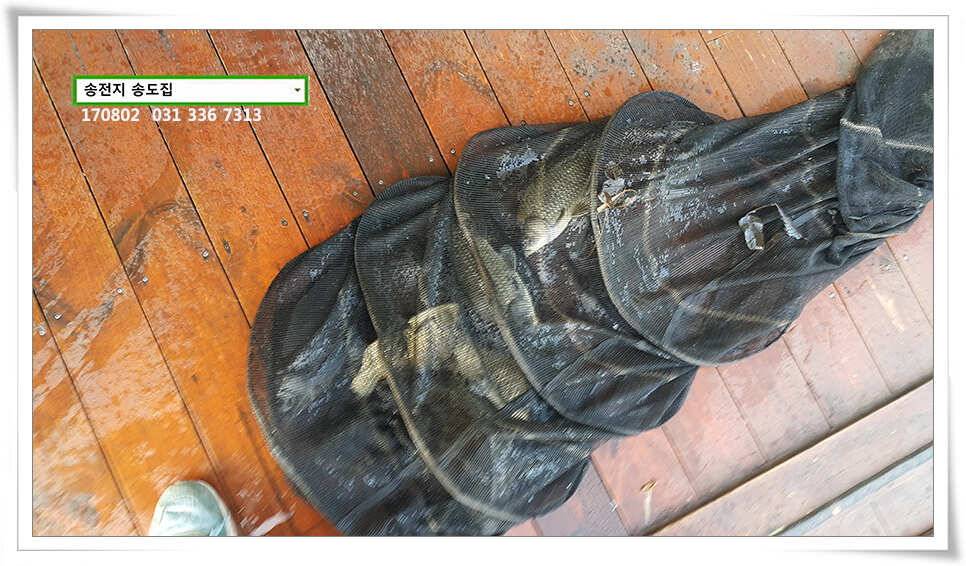 허리급 외 마릿수 송전지 송도집 좌대 조황 (유료터정보 - 유료터점주조황)