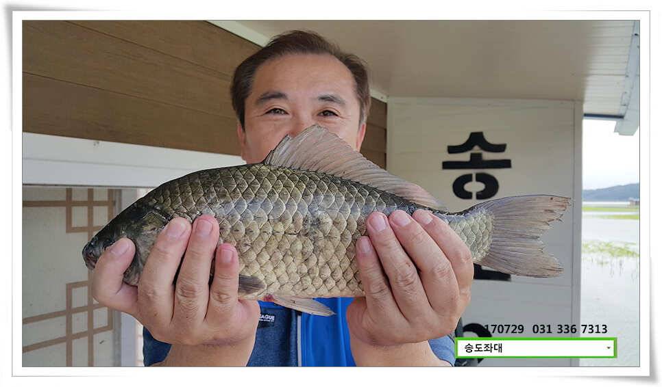안정세 띄는 송전지 송도좌대 조황 (유료터정보 - 유료터점주조황)
