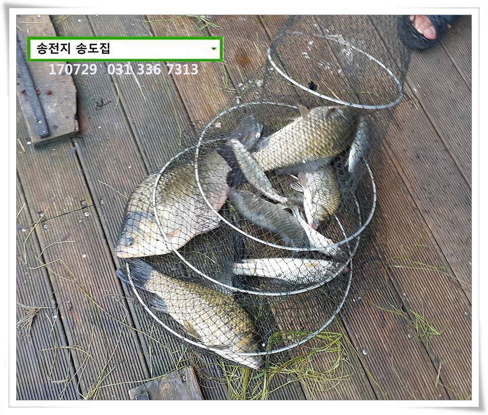 안정세 띄는 송전지 송도좌대 조황 (유료터정보 - 유료터점주조황)