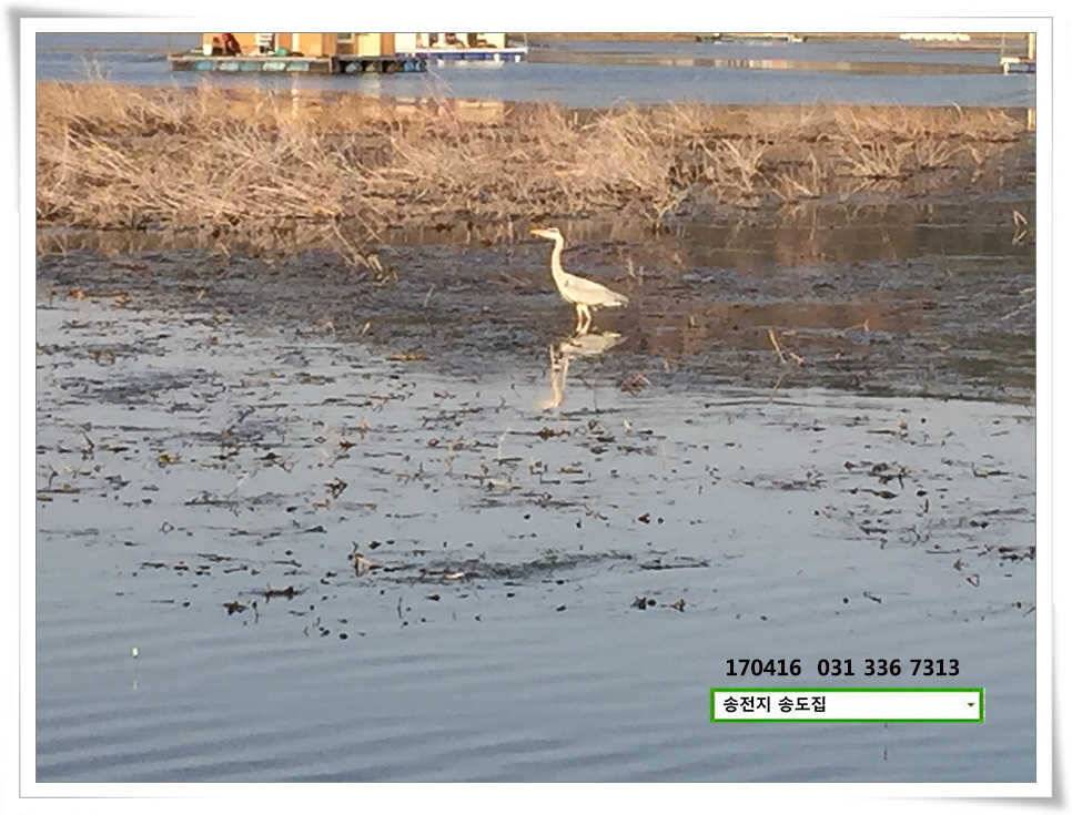 송전지 송도 좌대 조황 (유료터정보 - 유료터점주조황)