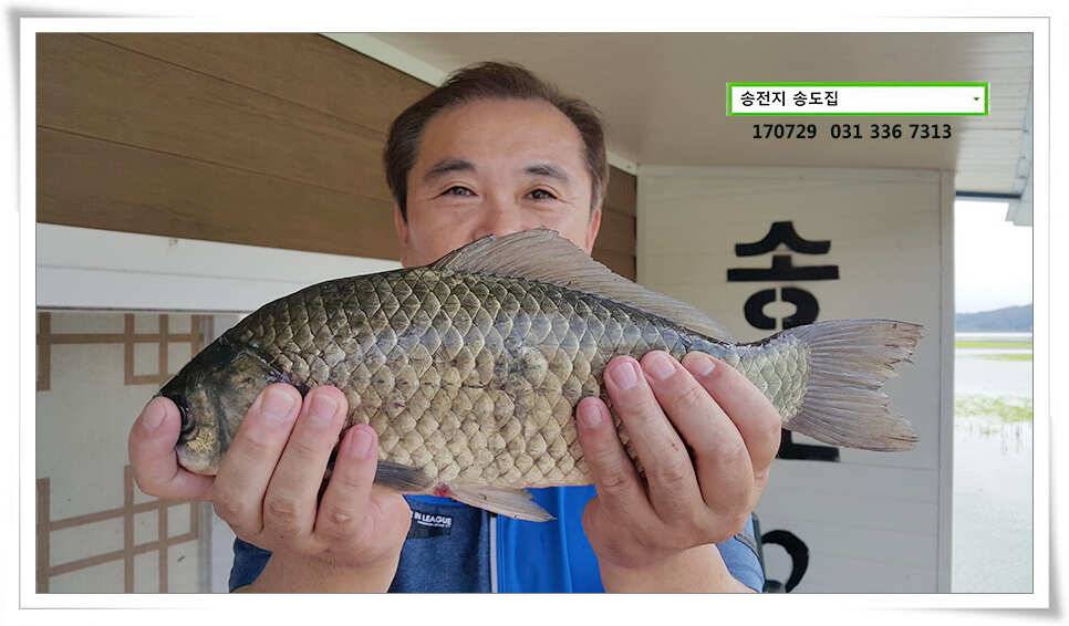 안정세 띄는 송전지 송도좌대 조황 (유료터정보 - 유료터점주조황)
