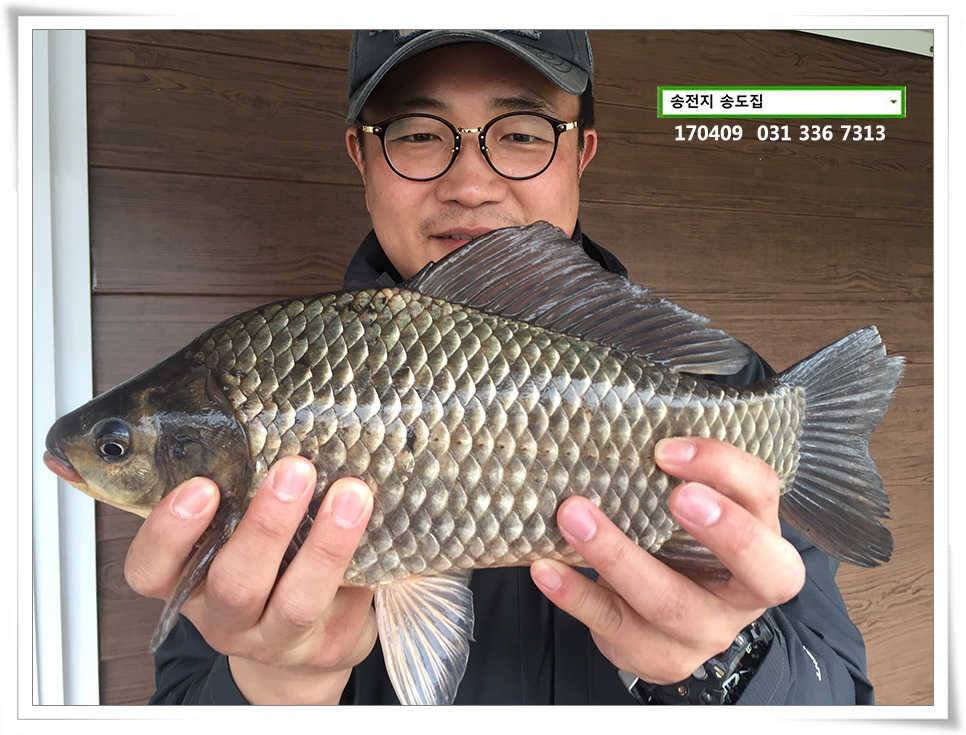 동풍 따위 송전지 송도집 좌대 조황 (유료터정보 - 유료터점주조황)