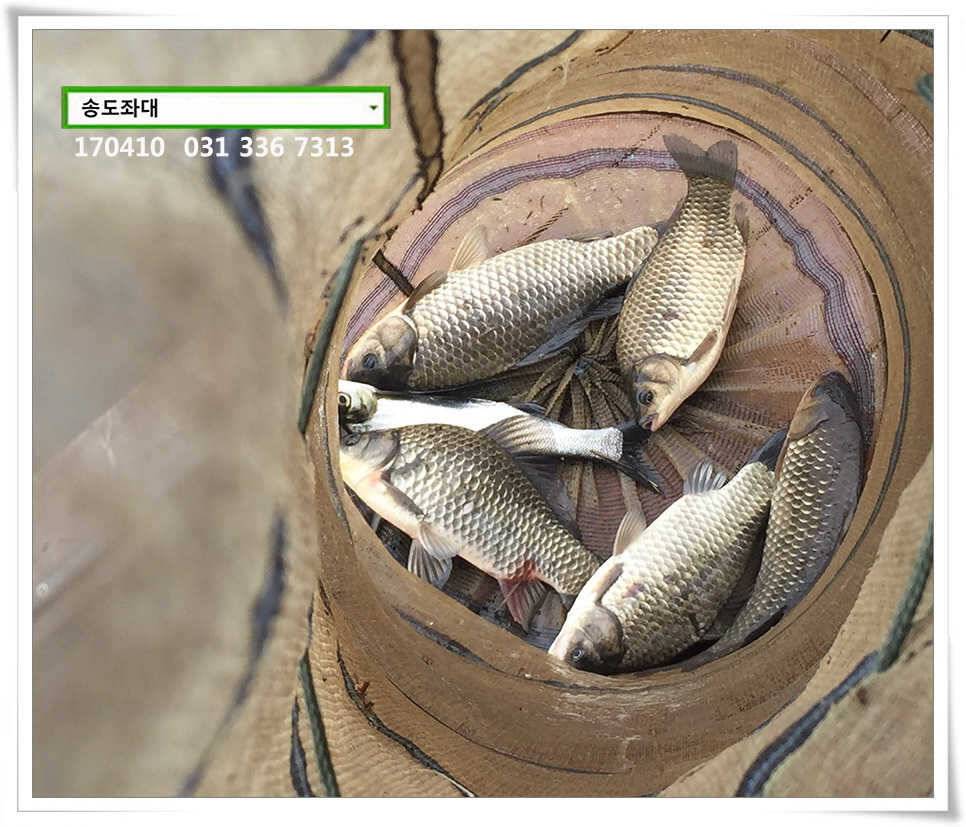 동풍 따위 송전지 송도집 좌대 조황 (유료터정보 - 유료터점주조황)