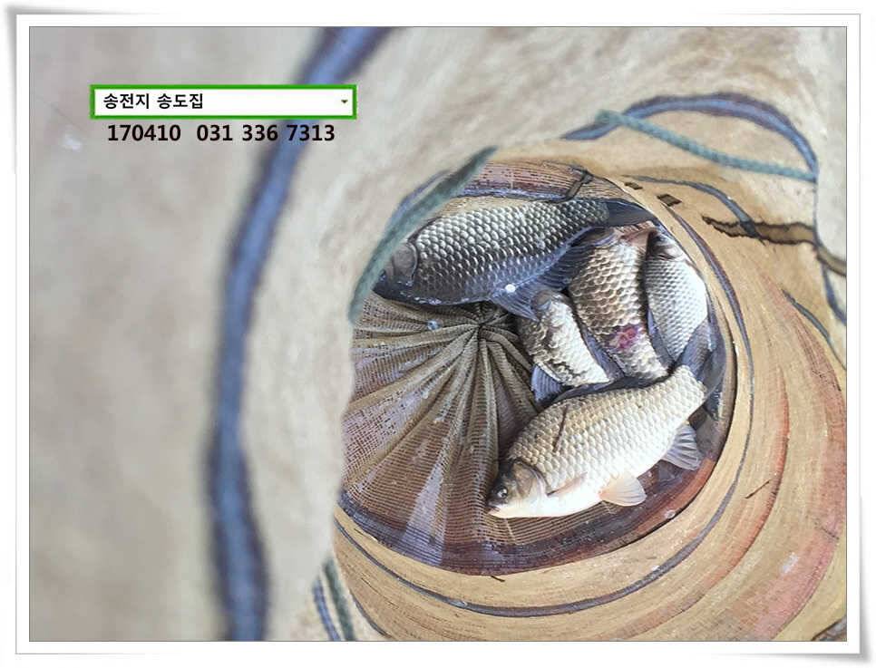동풍 따위 송전지 송도집 좌대 조황 (유료터정보 - 유료터점주조황)