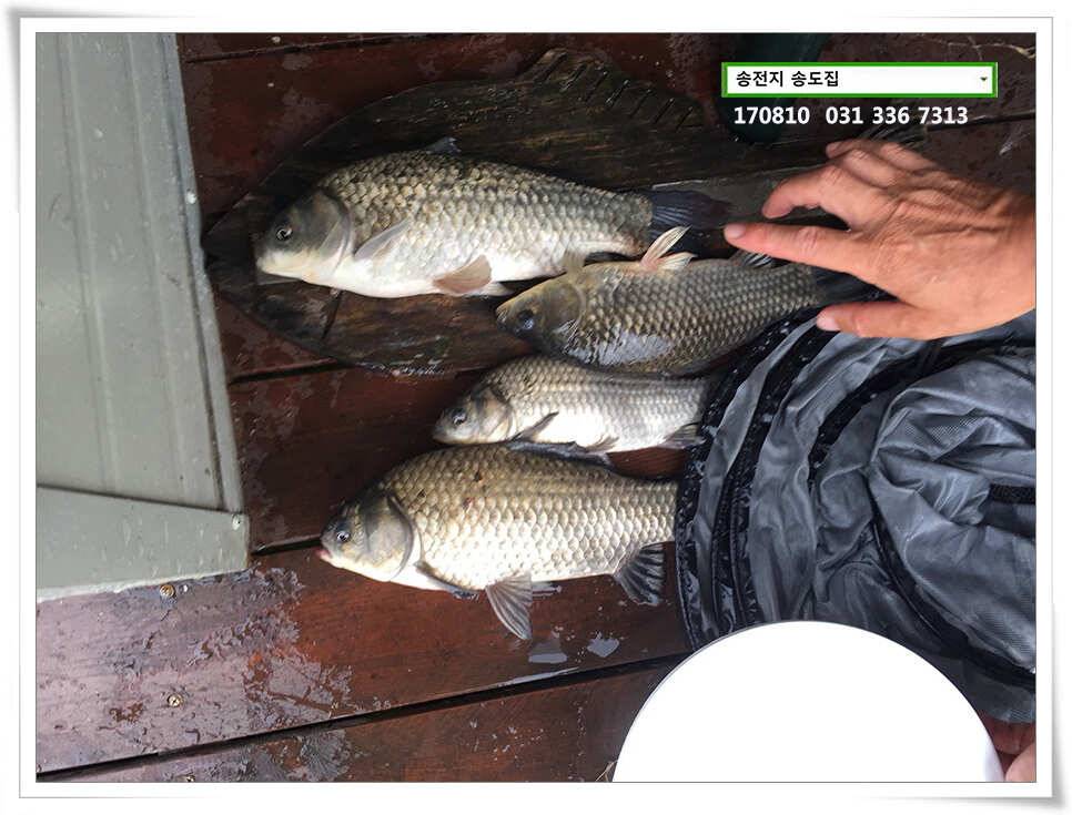 서늘해진 일기송전지 송도집 조황 (유료터정보 - 유료터점주조황)