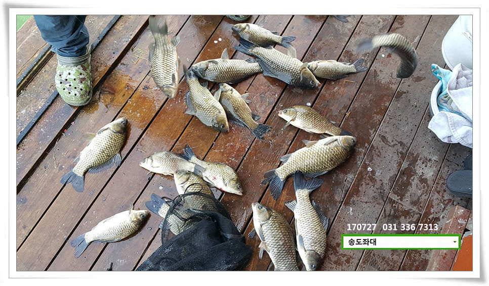 변수에 월척 마릿수 송전지 송도집 좌대 조황 (유료터정보 - 유료터점주조황)