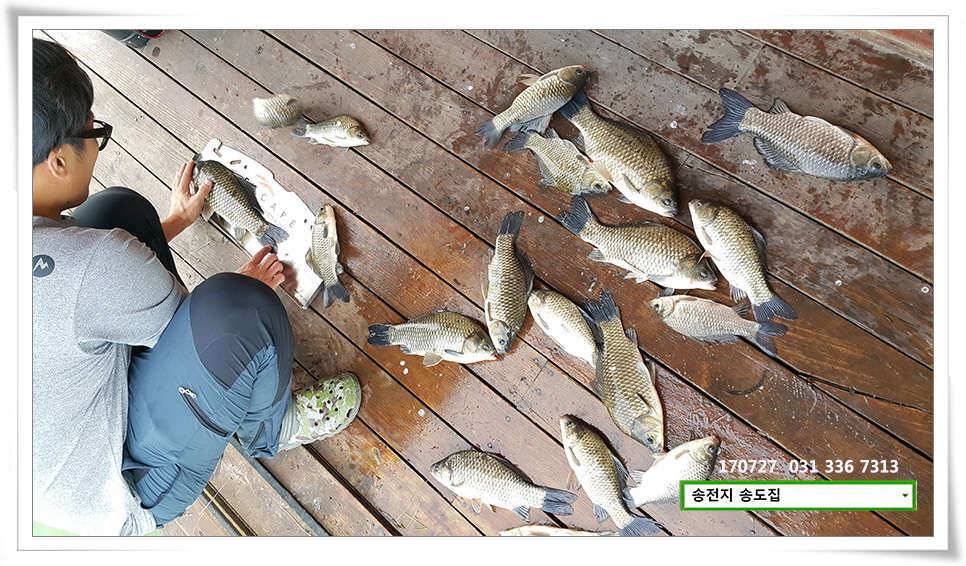 변수에 월척 마릿수 송전지 송도집 좌대 조황 (유료터정보 - 유료터점주조황)