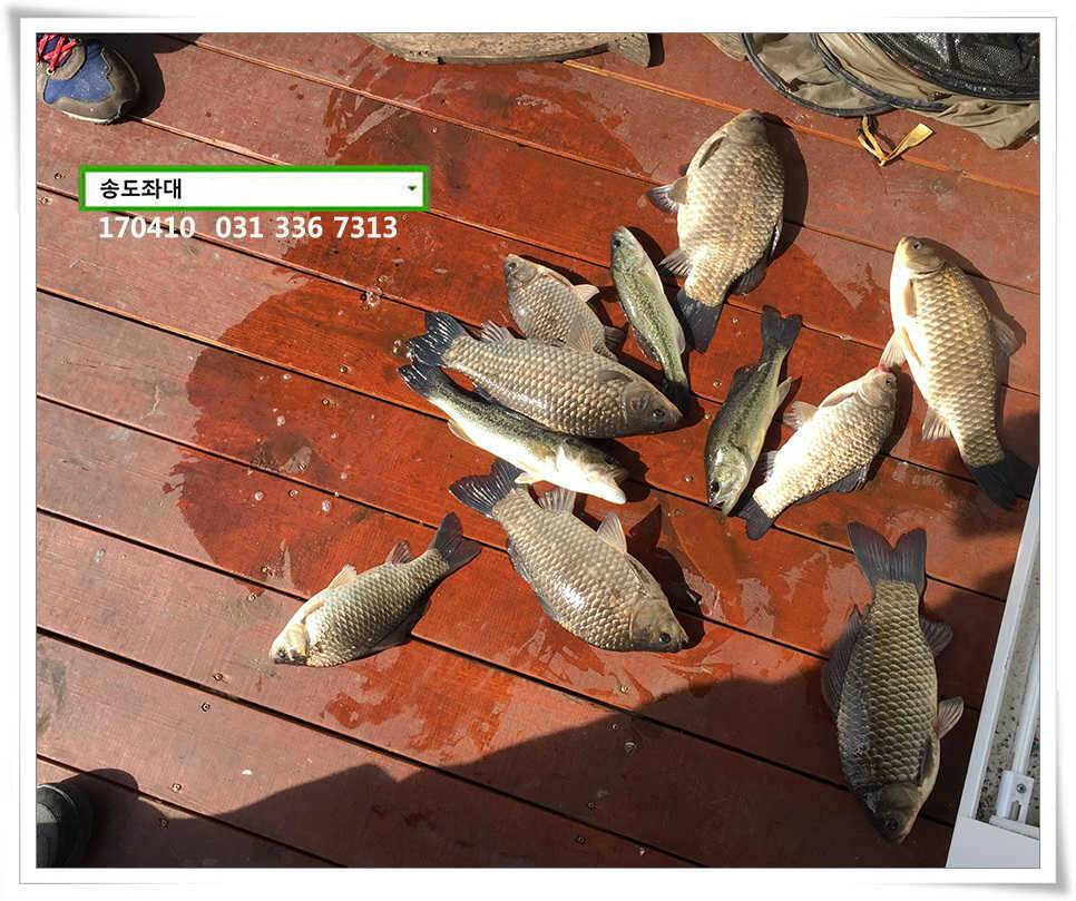 동풍 따위 송전지 송도집 좌대 조황 (유료터정보 - 유료터점주조황)
