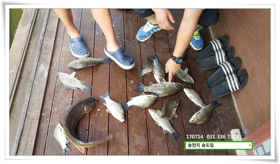 안정된 오름세송전지 송도집 좌대 조황 (유료터정보 - 유료터점주조황)